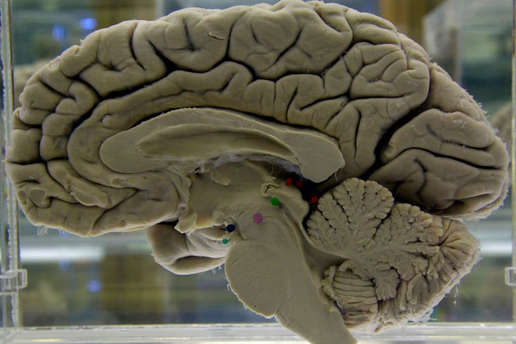 Challenging Your Own Brain Can Keep It Healthier 
